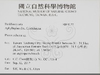 顯絲菌屬藏品圖，第2張