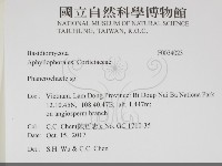 顯絲菌屬藏品圖，第2張