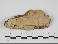 顯絲菌屬藏品圖，第1張