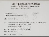 顯絲菌屬藏品圖，第2張