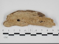 顯絲菌屬藏品圖，第1張