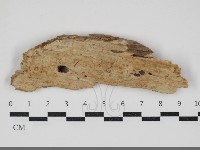 顯絲菌屬藏品圖，第3張