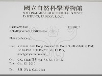 顯絲菌屬藏品圖，第2張