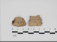 顯絲菌屬藏品圖，第1張