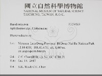 顯絲菌屬藏品圖，第2張