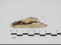 顯絲菌屬藏品圖，第1張