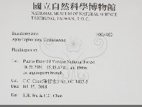 擬射脈菌屬藏品圖，第2張