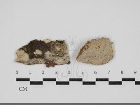 登錄號:F0034036藏品圖，第1張