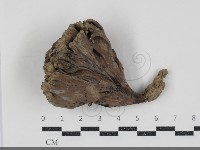 棕色革菌藏品圖，第3張