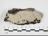 剛毛絲皮菌藏品圖，第1張