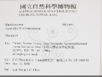 小菇屬藏品圖，第2張