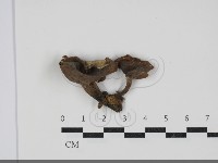 多孔菌屬藏品圖，第1張