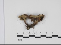 多孔菌屬藏品圖，第3張