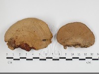 登錄號:F0034062藏品圖，第1張