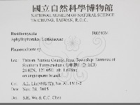 顯絲菌屬藏品圖，第2張