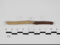 顯絲菌屬藏品圖，第1張