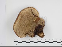 靈芝屬藏品圖，第3張