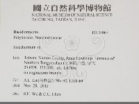 齒耳菌屬藏品圖，第2張