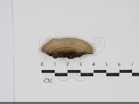 齒耳菌屬藏品圖，第1張