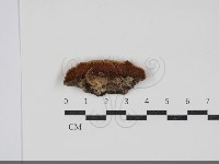 齒耳菌屬藏品圖，第3張