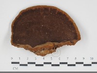 木層孔菌屬藏品圖，第3張