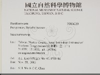 齒耳菌屬藏品圖，第2張