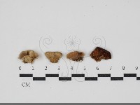 齒耳菌屬藏品圖，第1張