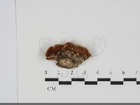 齒耳菌屬藏品圖，第3張