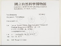 多年臥孔菌屬藏品圖，第2張