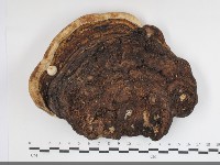 多年臥孔菌屬藏品圖，第3張