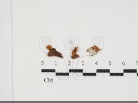 登錄號:F0034074藏品圖，第1張