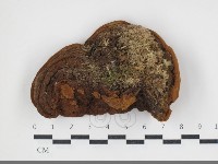 登錄號:F0034079藏品圖，第3張