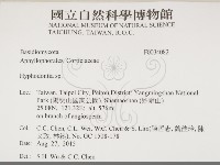 絲齒菌屬藏品圖，第2張