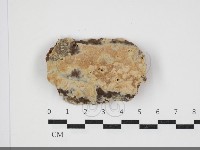 絲齒菌屬藏品圖，第1張