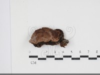 登錄號:F0034087藏品圖，第1張