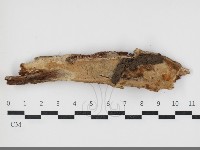 薄孔菌屬藏品圖，第1張