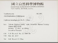 剛毛絲皮菌藏品圖，第2張