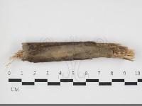 剛毛絲皮菌藏品圖，第1張