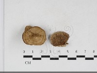 登錄號:F0034111藏品圖，第1張