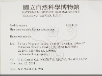 刺革菌屬藏品圖，第2張