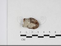 登錄號:F0034124藏品圖，第1張