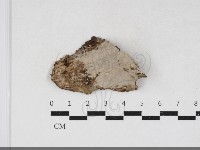 刺皮菌屬藏品圖，第1張