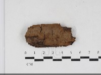 刺革菌屬藏品圖，第1張