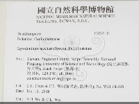 糖圓齒菌藏品圖，第2張