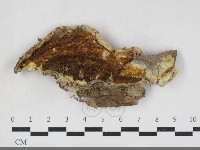 糖圓齒菌藏品圖，第1張