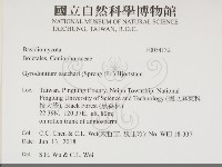 糖圓齒菌藏品圖，第2張