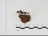 登錄號:F0034135藏品圖，第1張