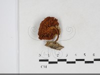 登錄號:F0034136藏品圖，第3張