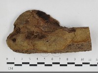 纖孔菌屬藏品圖，第1張