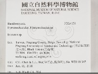 纖孔菌屬藏品圖，第2張